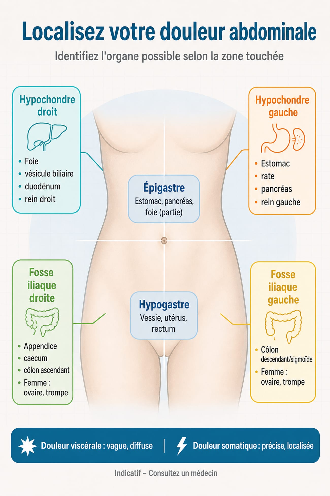 Infographie des quadrants abdominaux avec localisation des organes pour identifier l